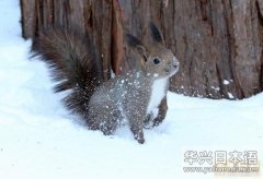 日本虾夷栗鼠在雪中“探险” 天气越冷耳毛越长