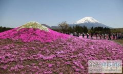 日本旅游景色：80万株芝樱为富士山铺“红毯”