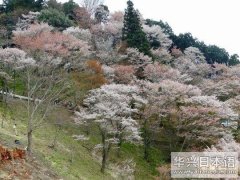 日本旅游 日本最大樱花山林和修炼密宗＂修验道