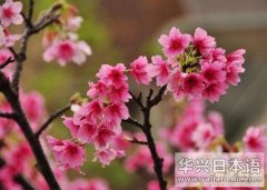 日本文化 冲绳早开的寒绯樱花