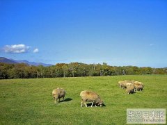 日本旅游 羊丘牧场介绍