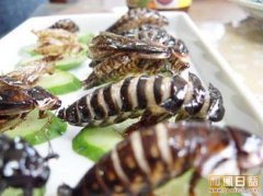 日本文化：日本医学博士推荐适当品尝蟑螂料理