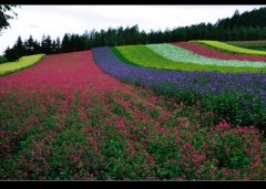 东方普罗旺斯•北海道薰衣草之旅