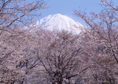 日本逾200灾民在临时安置房“孤独死”