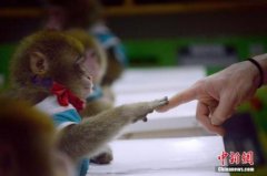 日本团队培育无免疫力猴子 有望解开自闭症难题
